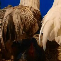 Animali da cortile e fwttoeiq