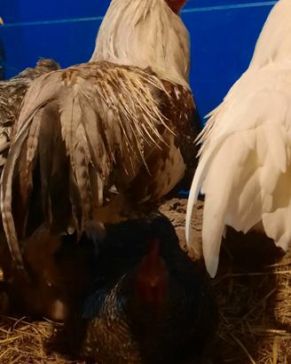 Animali da cortile e fwttoeiq