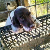 Cani da caccia Setter rosso bianco