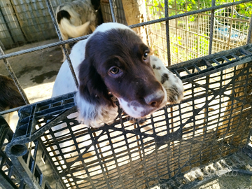 Cani da caccia Setter rosso bianco