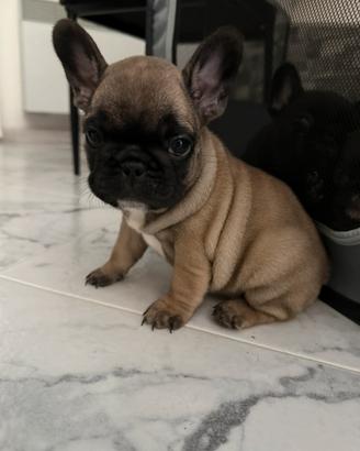 Bulldog francese