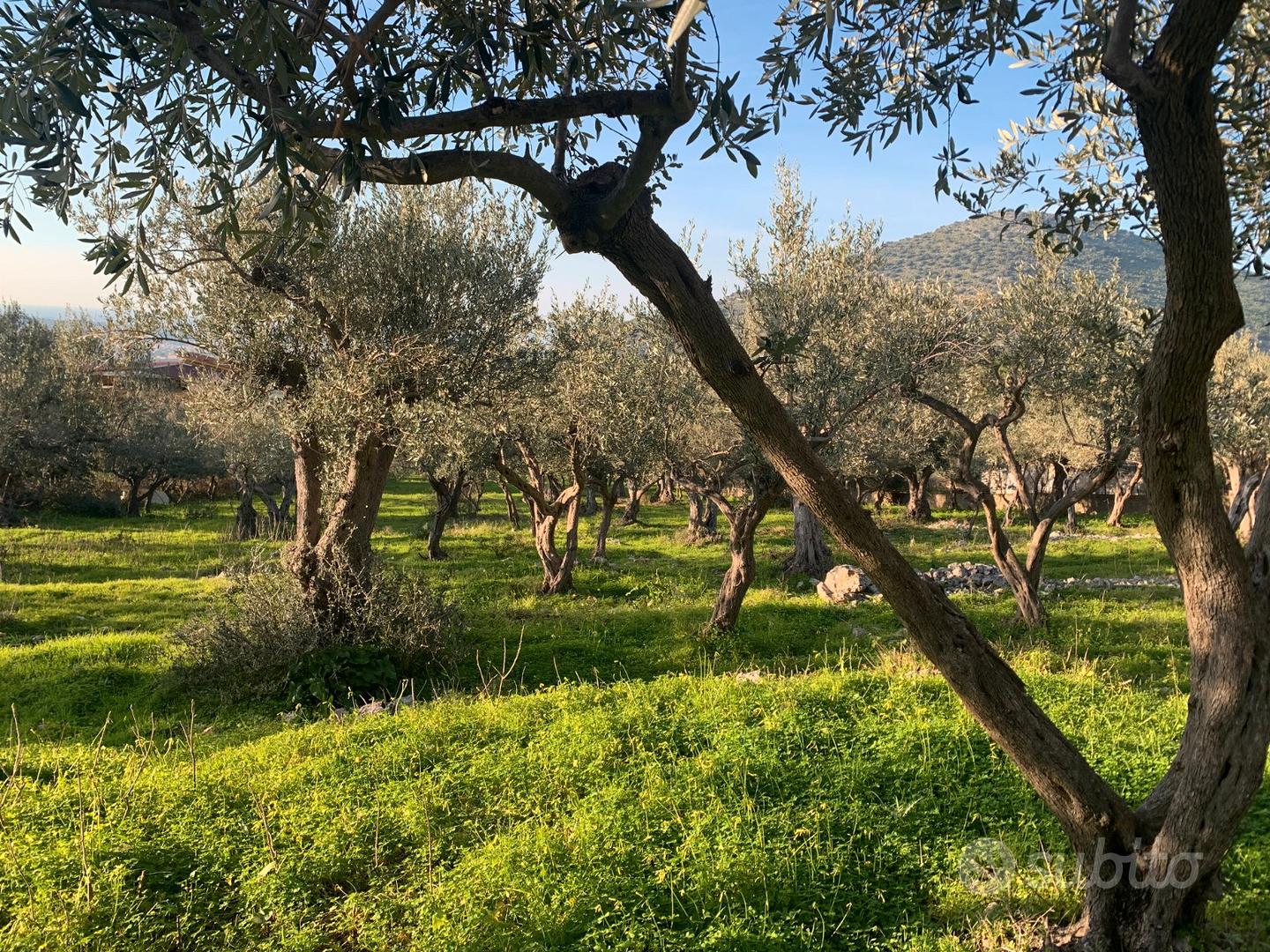 Uliveto secolare - Vista 5