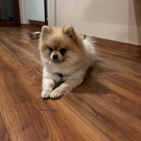 Pomerania per famiglia amorevole