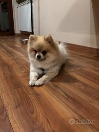 Pomerania per famiglia amorevole