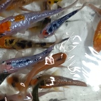 Carpe koi, piante, lumache. GUARDA LA DESCRIZIONE