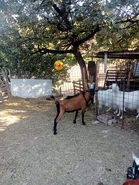Becco