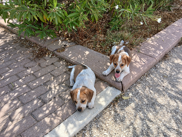 Cuccioli- Jack russel-terrier
