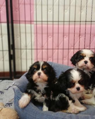 Cavalier king con pedigree enci e certificazioni