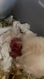 Criceti piccoli