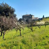 Terreno con piante da frutta e tartufi