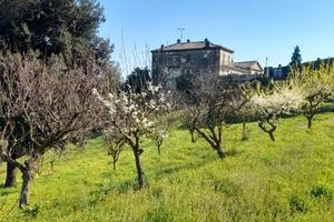 Terreno con piante da frutta e tartufi