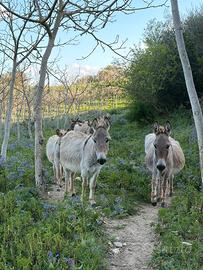 Coppia asini sardi certificati