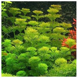 🌿 LIMNOPHILA SESSILIFLORA - PIANTA ACQUARIO🌿