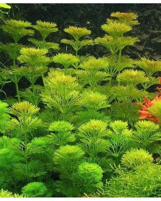 🌿 LIMNOPHILA SESSILIFLORA - PIANTA ACQUARIO🌿