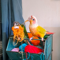 Pyrrhura molinae conuro guance verdi