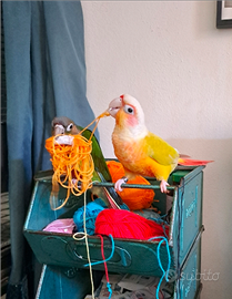 Pyrrhura molinae conuro guance verdi