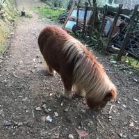 Pony