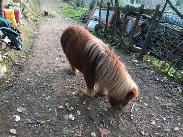Pony
