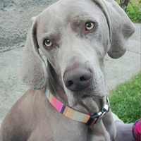 Bracco di Weimar per monta