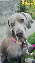 Bracco di Weimar per monta