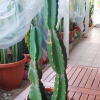 cactus colonnare cereus peruviano