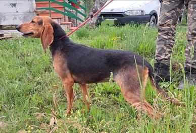 Cuccioli Segugio Italiano pelo raso