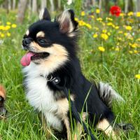 Chihuahua maschio adulto
