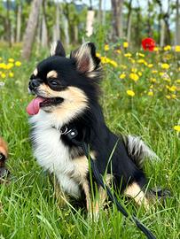 Chihuahua maschio adulto