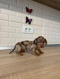 Bassotti nani / kaninken