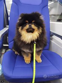 Spitz ACCOPPIAMENTO pomerania Black Tan Pedigree