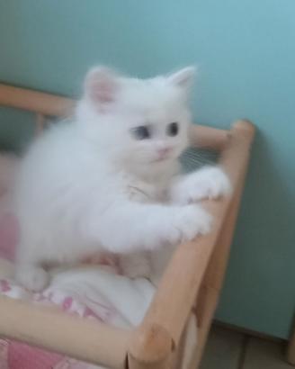 Persiani chinchilla White doll face e Golden tabby