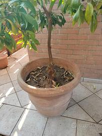 Pianta di mandarino cinese
