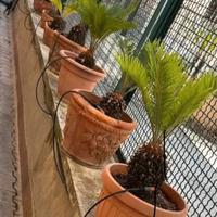 Cycas