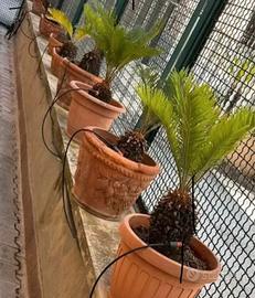 Cycas