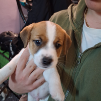 Cuccioli Jack russel terrier