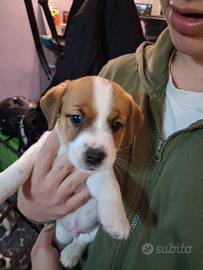Cuccioli Jack russel terrier