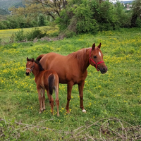 Puledro arabo