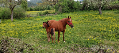 Puledro arabo