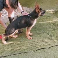 Cane pastore tedesco