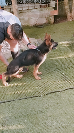 Cane pastore tedesco