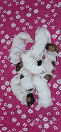Cuccioli puri di jack russel