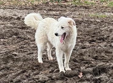 Pastore Abruzzese - Maremmano