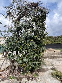 Pianta grande di gelsomino profumatissimo(siepe)