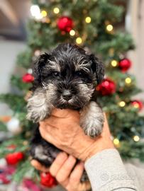 Cuccioli schnauzer nano nero argento