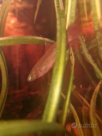Betta rutilans