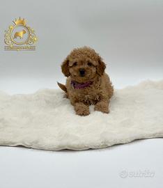 Esclusiva Barboncina Toy Red