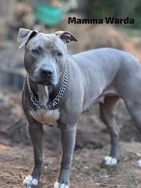 Cani cuccioli Pitbull