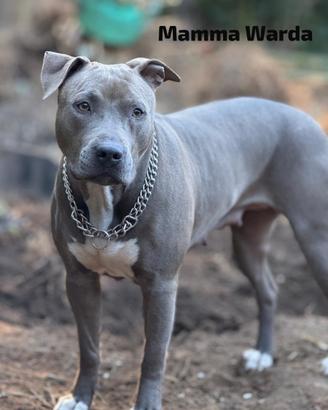 Cani cuccioli Pitbull