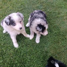 Cuccioli Border Collie nati a Maggio con Pedigree