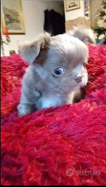 Chihuahua maschietto lilac pelo lungo